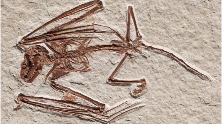 Newfound bat skeletons are the oldest on record