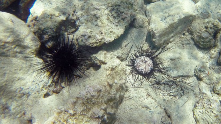 Urchins are dying off across the Caribbean. Scientists now know why