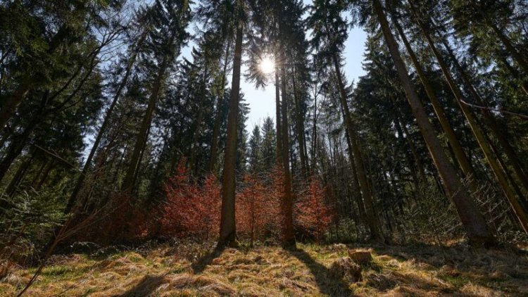Ultrasound reveals trees’ drought-survival secrets