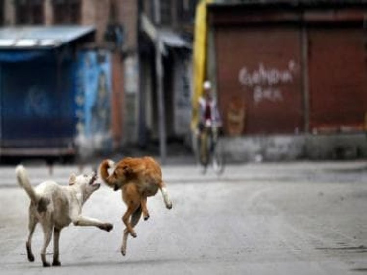 Oh Dog! Why canine attacks are on the rise in India
