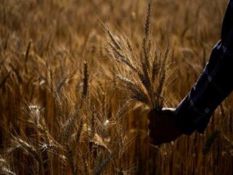 FCI wheat procurement up 30% at 18.37 MT