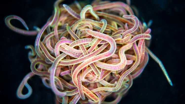These worms can escape tangled blobs in an instant. Here’s how