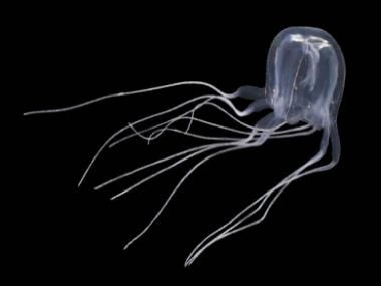 Crazy Viral: Box jellyfish with 24 eyes discovered in Hong Kong