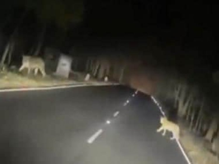 WATCH: Video of tiger and cubs crossing road goes viral; IFS officer urges people to drive with caution