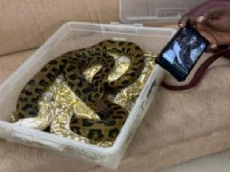 WATCH: Female passenger found with 22 snakes and a chameleon at Chennai airport