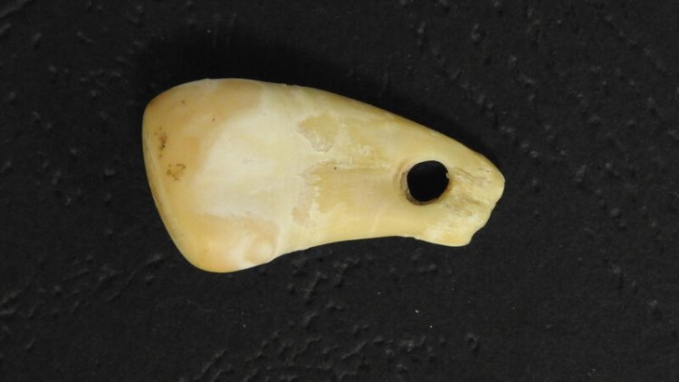 Ancient human DNA was extracted from a 20,000-year-old deer tooth pendant