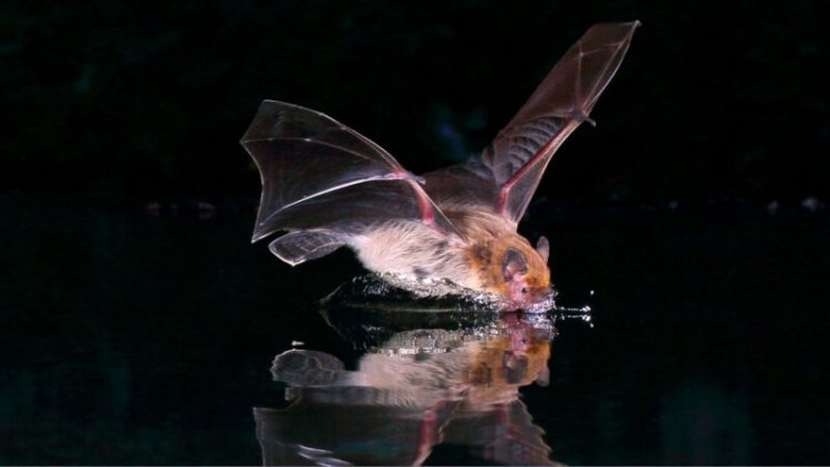 Pregnancy may hamper bats’ ability to ‘see’ in the dark