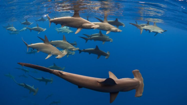 Why some hammerhead sharks seem to ‘hold their breath’ during dives
