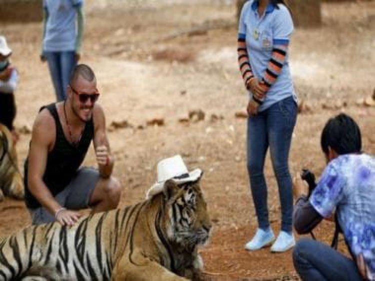 Watch: Two men try to take pictures with a tiger no less, see what happens next