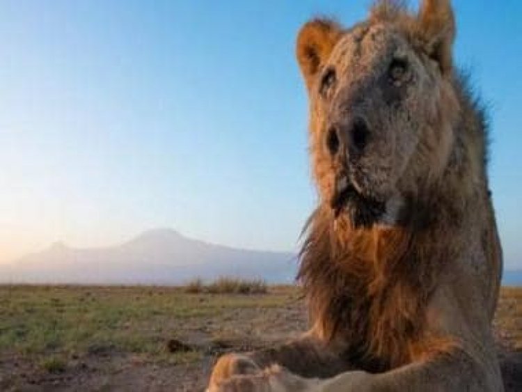 Kenya Shocker: Why one of the ‘world’s oldest lions’ was among 10 killed in a week