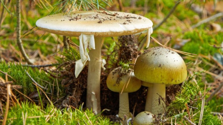 Scientists may have found an antidote for death cap mushrooms