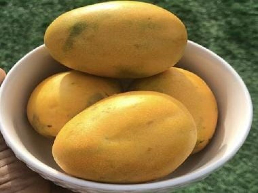 Indians buy mangoes worth Rs 25 crore in April on Zepto; Alphonso beats competition