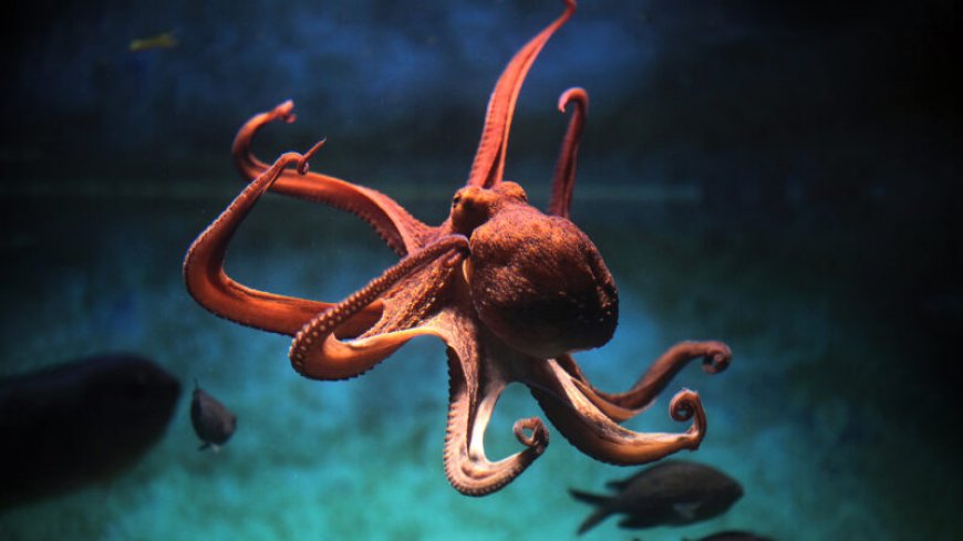 Octopuses and squid are masters of RNA editing while leaving DNA intact