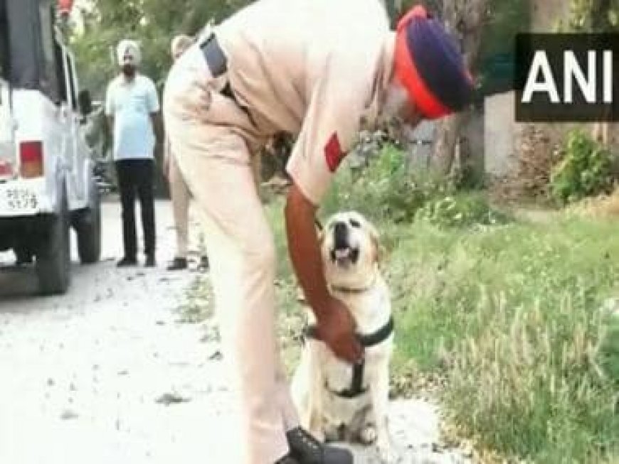 Viral video: Punjab Police Labrador dog Simmy beats cancer and resumes duty