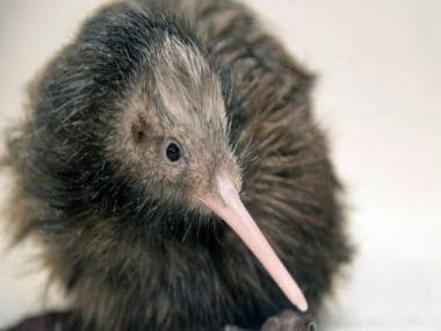 A ‘sorry’ encounter: Why US zoo apologised to New Zealanders over kiwi petting video