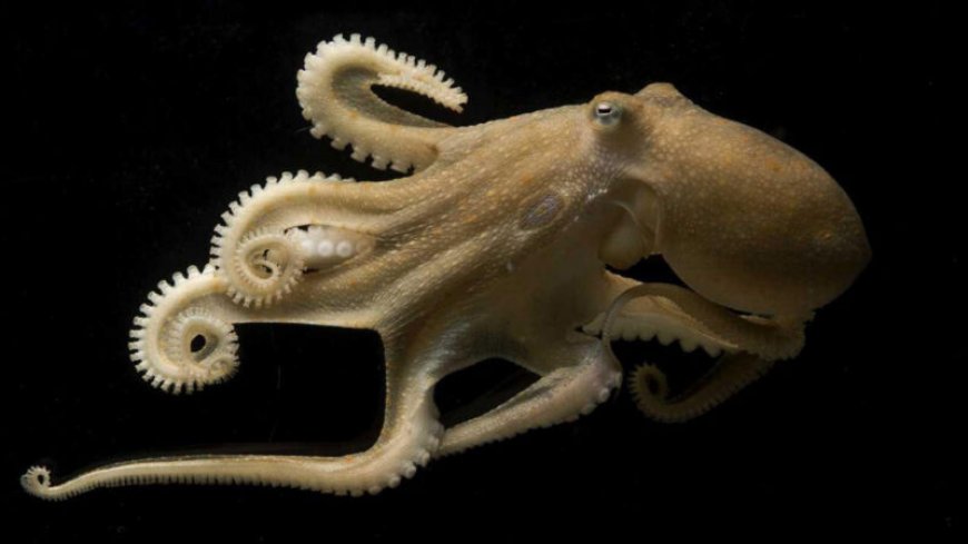 RNA editing helps octopuses cope with the cold