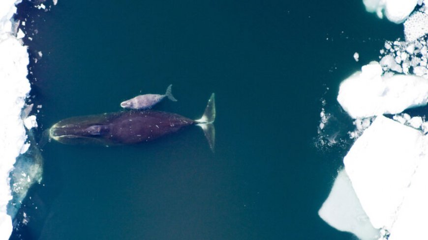 Bowhead whales may have a cancer-defying superpower: DNA repair