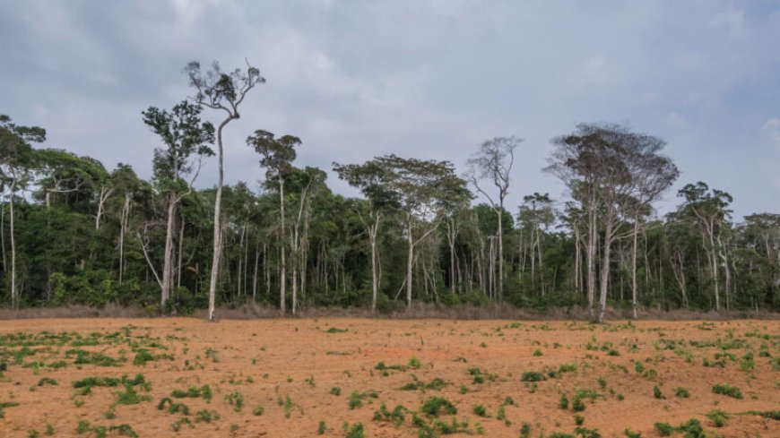 The Amazon might not have a ‘tipping point.’ But it’s still in trouble
