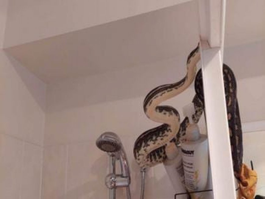 Australian man finds a massive snake slithering on shower head; pictures here