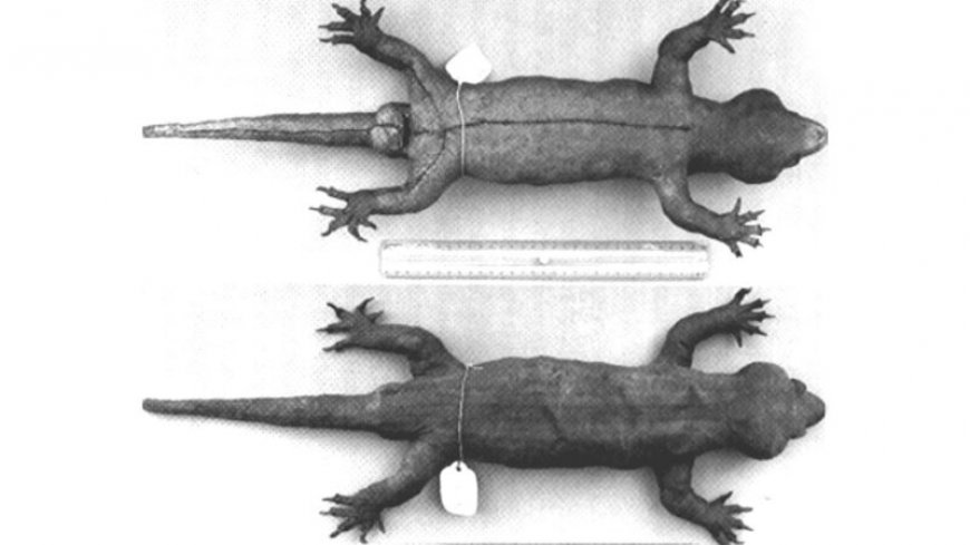 DNA has revealed the origin of this giant ‘mystery’ gecko