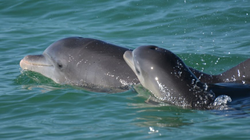 Bottlenose dolphin moms use baby talk with their calves