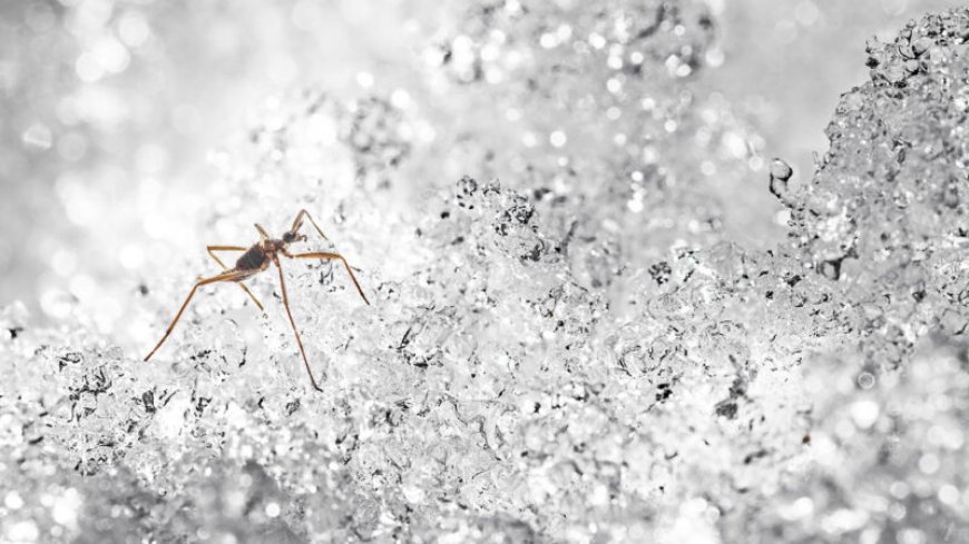 A grisly trick helps snow flies survive freezing: self-amputation