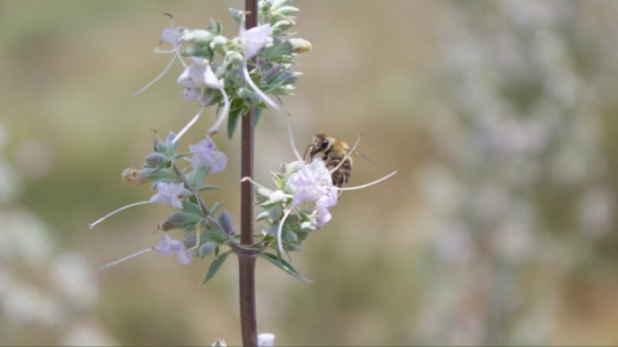 Flowers pollinated by honeybees make lower-quality seeds