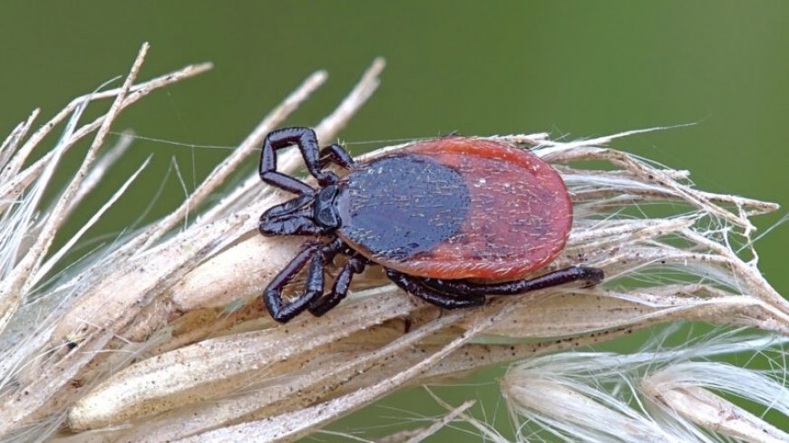 Static electricity can pull ticks on to their hosts