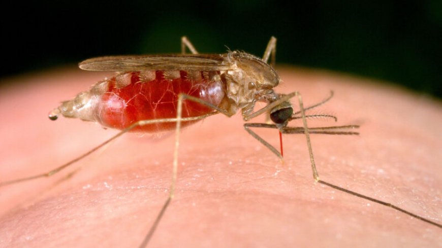 Four things to know about malaria cases in the United States