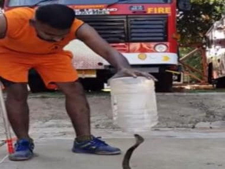 Watch: Man catches a snake using jar and a sheet of paper; video goes viral