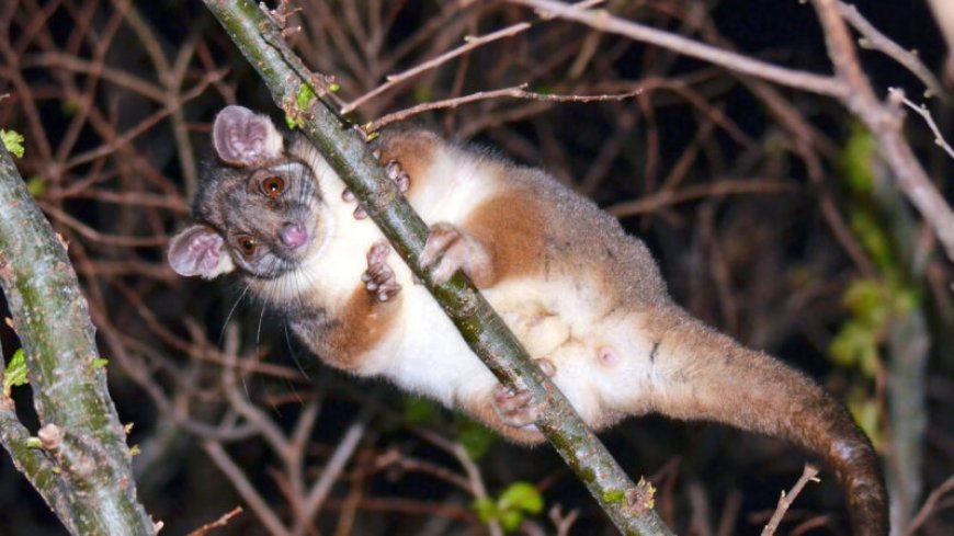 In Australia, mosquitoes and possums may spread a flesh-eating disease
