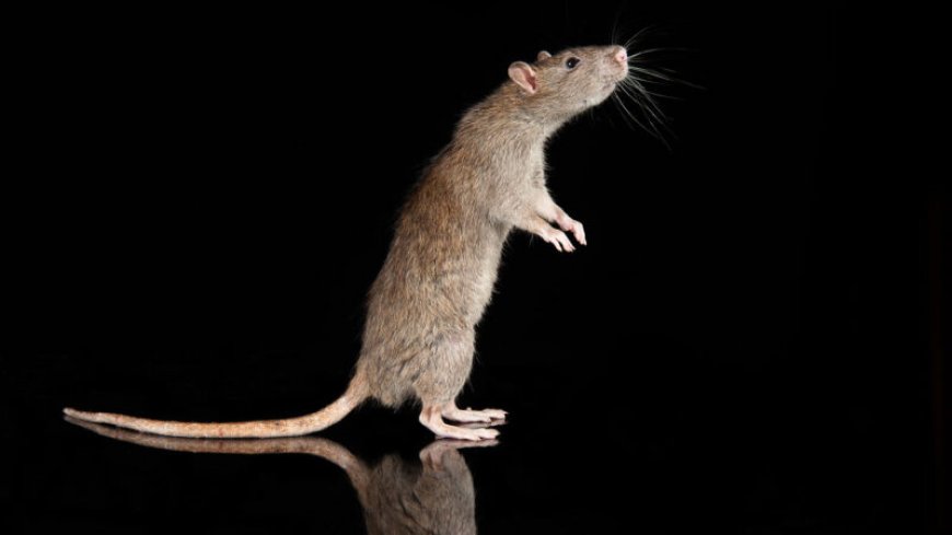Rats sense the wind with antennae-like whiskers above their eyes