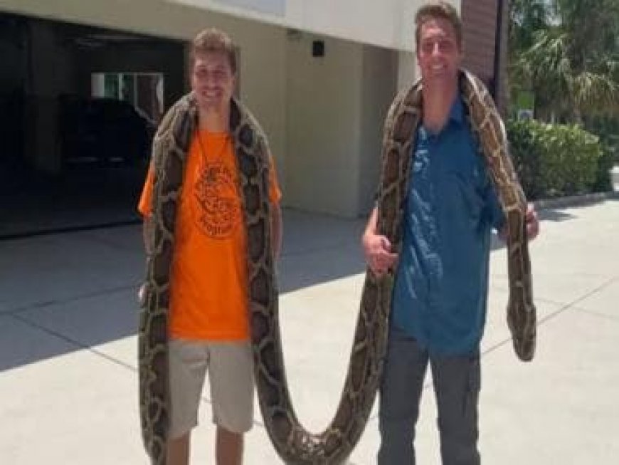 'Dream come true': 19-foot-long Burmese Python captured by Floridan snake hunter