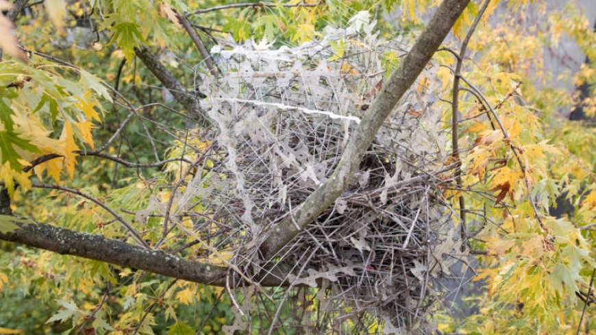 In a ‘perfect comeback,’ some birds use antibird spikes to build their nests