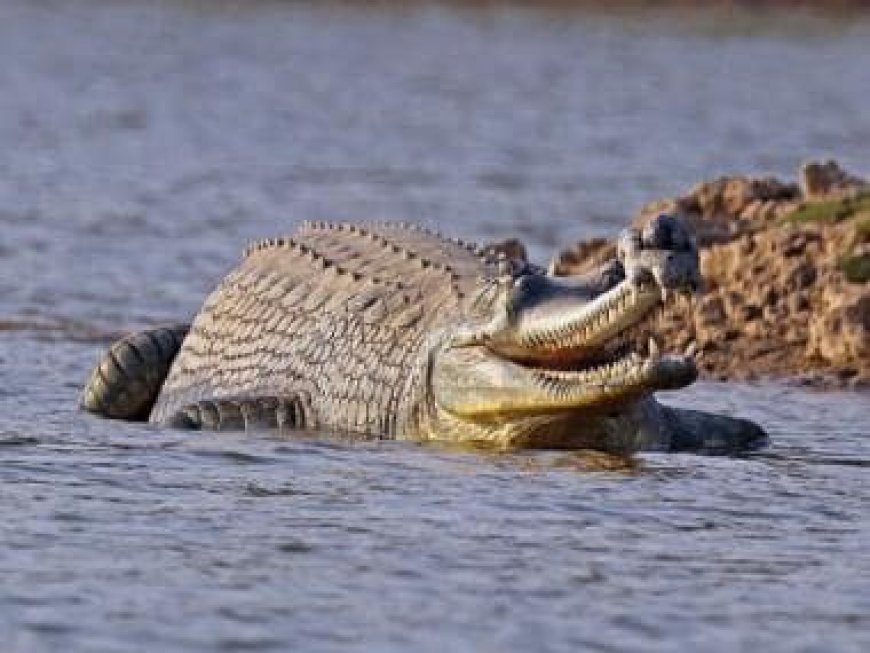 Largest reptile bank in US seeks to import gharials, mugger crocodiles from India; here's why