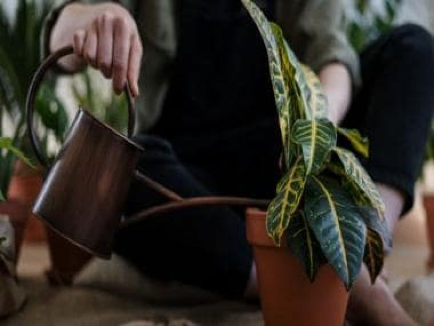 Giving Earth Back: UK Woman says she waters plants with period blood