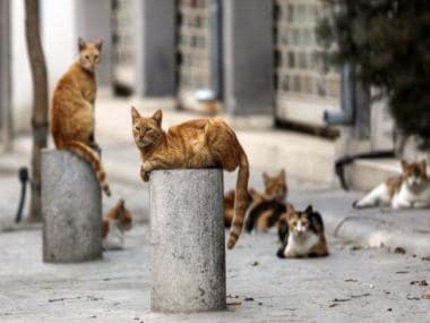 What is the deadly cat virus killing felines in Cyprus? Should we be worried?