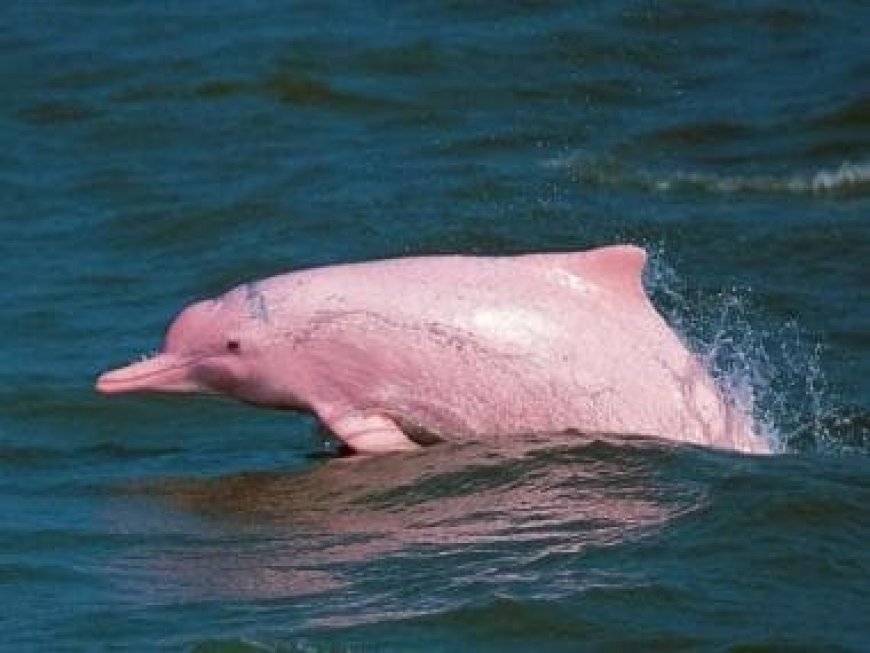 Rare pink dolphins mark their presence in the Gulf of Mexico; internet stunned