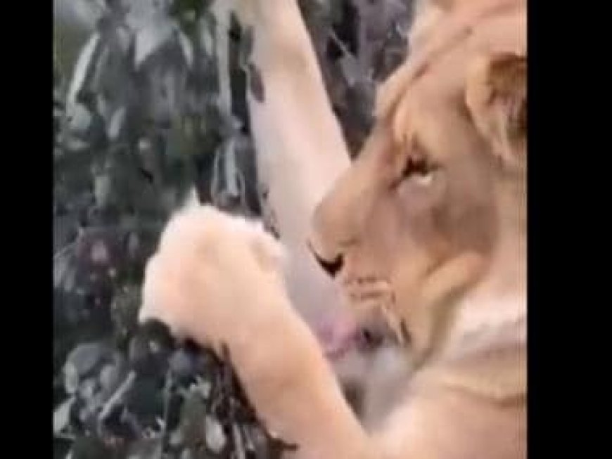 'Fascinating': IFS officer's video featuring lion relishing greens has the internet's attention