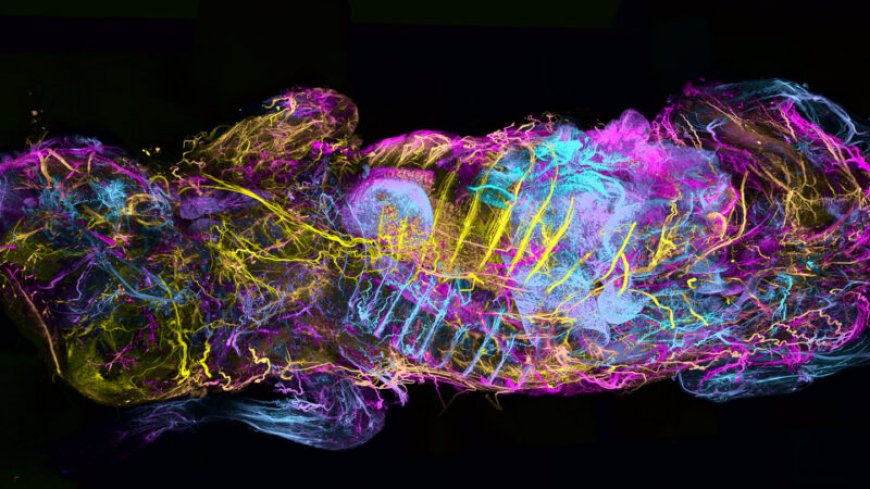 With a new body mapping technique, mouse innards glow with exquisite detail