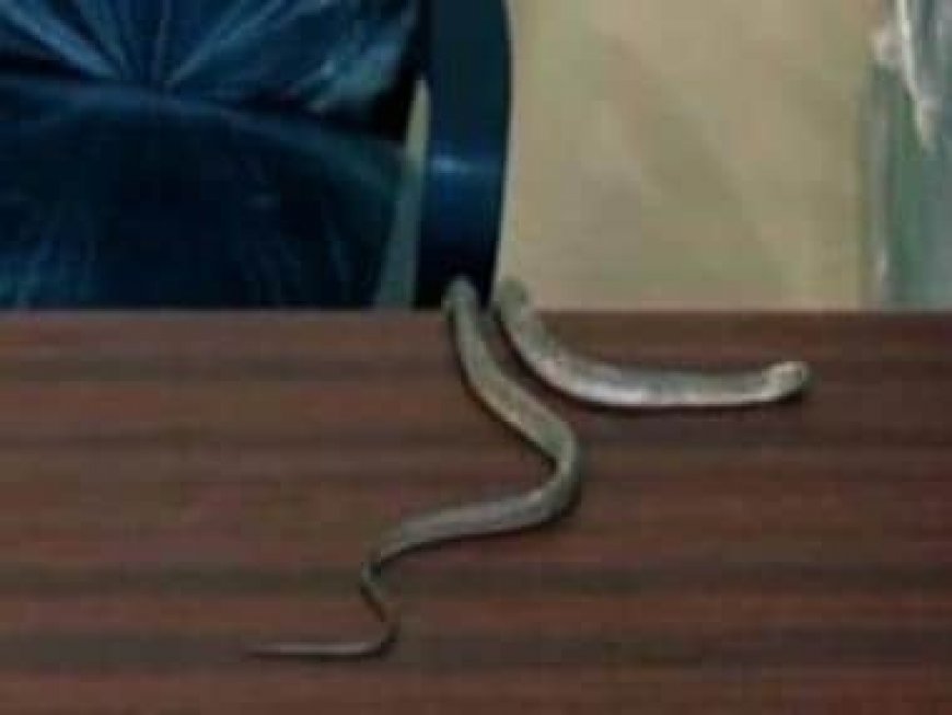 Protesting with snakes: Hyderabad resident takes peculiar step amid civic neglect