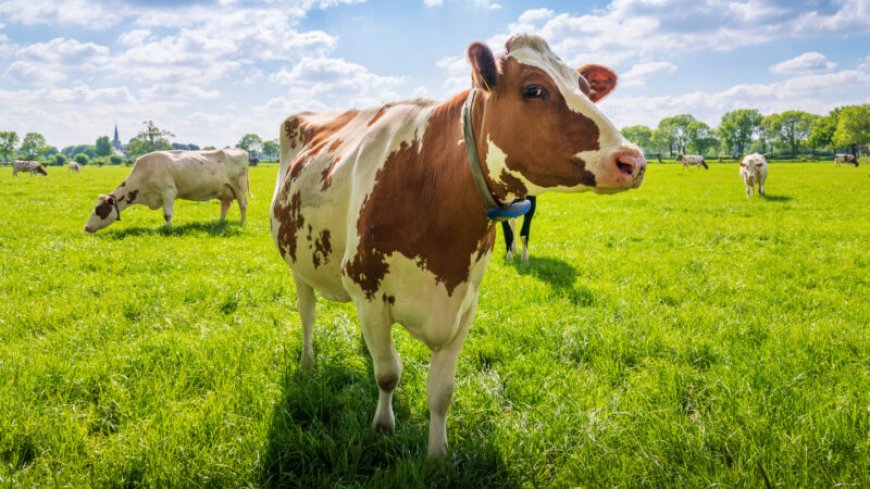 Cow poop emits climate-warming methane. Adding red algae may help