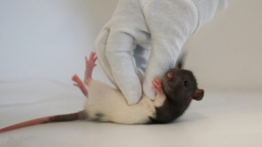 Playful behavior in rats is controlled by a specific area of their brains