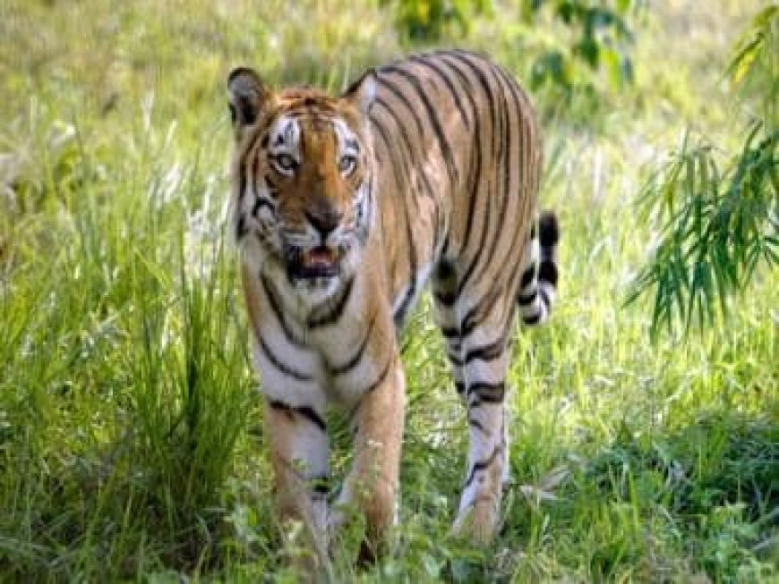 Video of tiger quenching thirst during monsoon at Bandipur will delight nature lovers