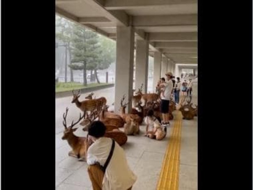 'Serene co-existence': Heartwarming video shows herd of deer seeking shelter alongside humans 