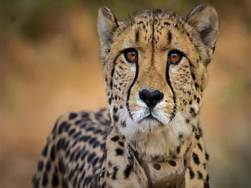 Female cheetah 'Dhatri' found dead at Kuno National Park in Madhya Pradesh, 9th since March