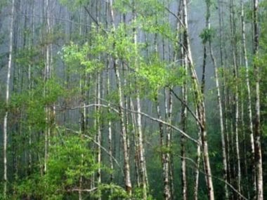 Parliament passes Forest Bill which exempts land within 100 km of India's borders from purview of conservation laws