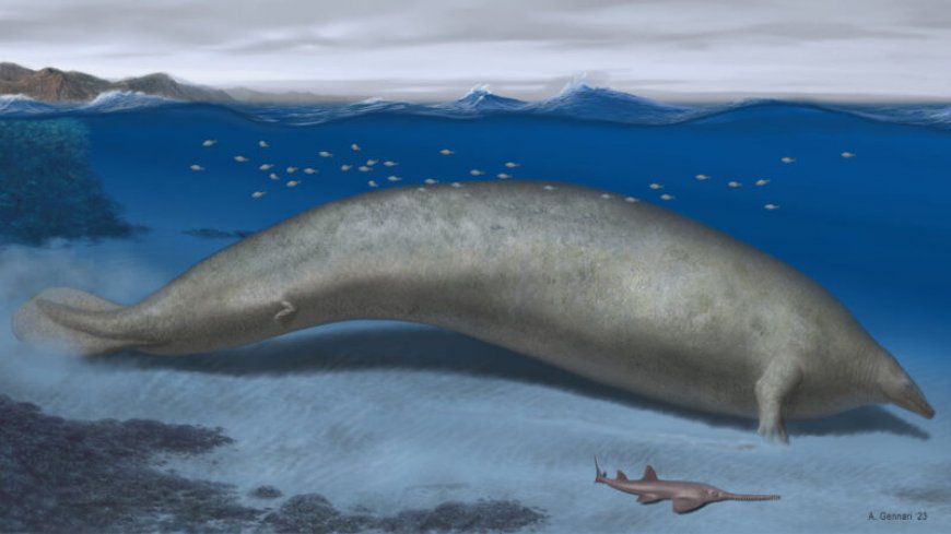 A colossal ancient whale could be the heaviest animal ever known