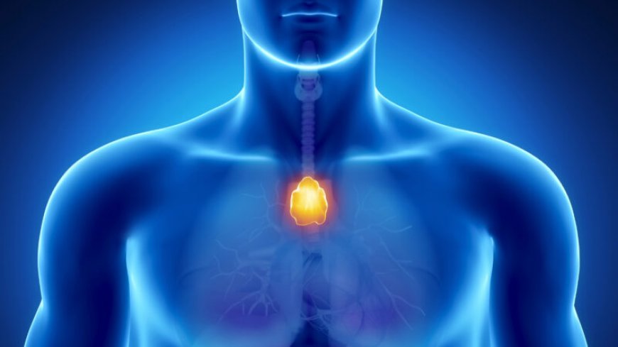 The thymus withers away after puberty. But it may be important for adults