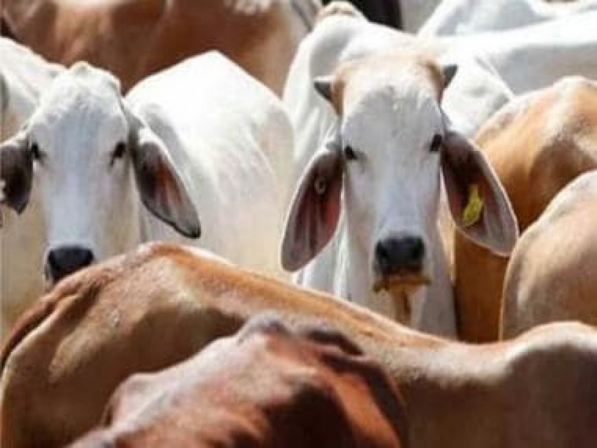 Don't intend to declare cow as national animal of India: Govt to Parliament